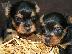 PoulaTo: yorkshire Mini puppies 80€